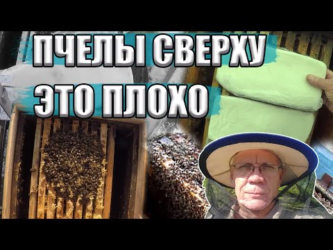 Видео: Зимний клуб пчел сверху - это плохо? Какие ПРОБЛЕМЫ при ЗИМОВКЕ ПЧЕЛ?