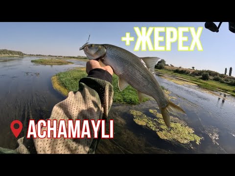 Видео: СИРДАРЬЕ КАНАЛИДА ЖЕРЕХ ОВИ😱/ РЫБАЛКА НА ЖЕРЕХА НА РЕКЕ СЫРДАРЬЯ/ БЕШЕННЫЕ ПОКЛЕВКИ