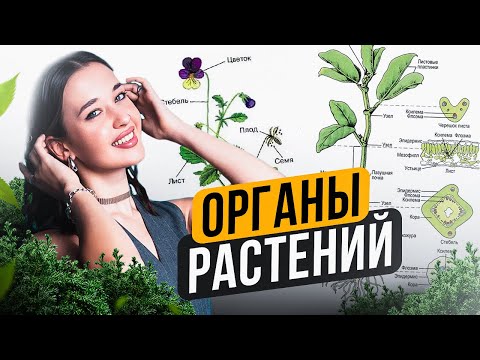 Видео: ЗАПОМНИ органы растений РАЗ И НАВСЕГДА! / ОРГАНЫ РАСТЕНИЙ для ОГЭ по биологии за 20 минут!
