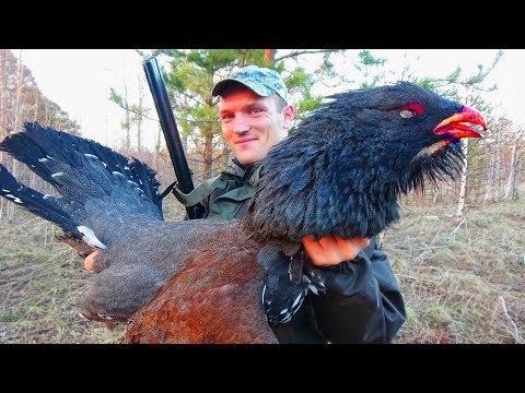 Видео: МОНСТР-ГЛУХАРЬ и ток глухаря НА ОДНОМ ДЫХАНИИ Вот это весенняя охота на глухаря на току СИБИРИЯ