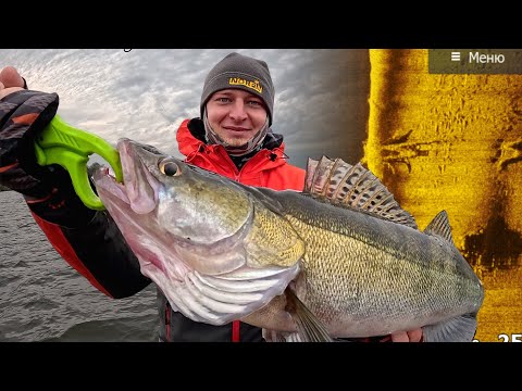 Видео: ЗАТОПЛЕННОЕ ДЕРЕВО КИШИТ СУДАКОМ! Трудовая Ловля на Течении. Рыбалка на спиннинг осенью 2025