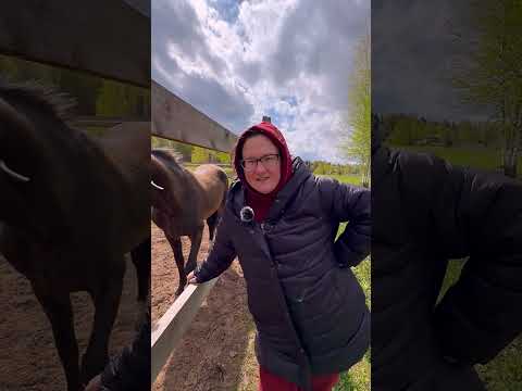 Видео: Центр ахалтекинских лошадей Веры Труновой. Часть 4