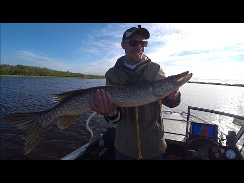 Видео: Рыбалка на щуку и окуня спиннингом в диких местах.