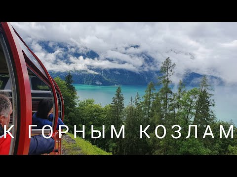 Видео: Бриенцский Ротхорн - ночуем с горными козлами /Швейцария на паровозе