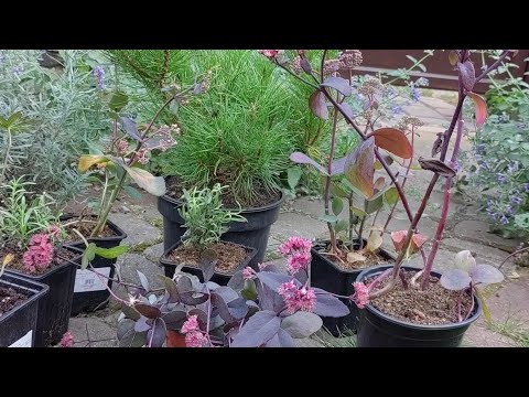 Видео: очитки лаванда герань сосна горная 🕵️ что купила...