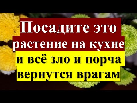 Видео: Сильнейшая защита для дома — посади это растение на кухне! Цветок, который отразит всё зло обратно!