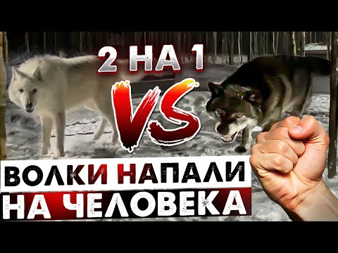 Видео: Неожиданное нападение в парке Волков. Звери окружили меня в собственном вольере.