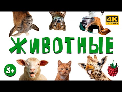 Видео: ЖИВОТНЫЕ для детей | ВСЕ СЕРИИ