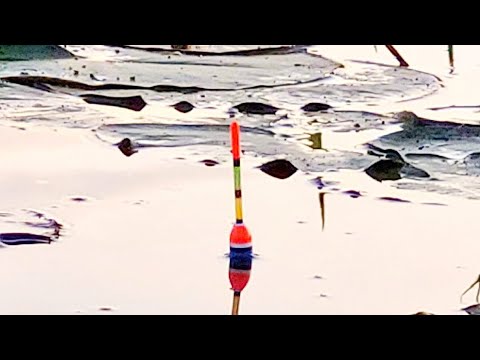 Видео: ВОТ ЭТО МОНСТРЫ!!РЫБАЛКА НА ПОПЛАВОК В АВГУСТЕ