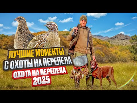Видео: Лучшие моменты охоты на перепела. Охота на перепела 2025