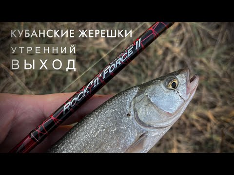 Видео: Кубанские жерешки🎣 Утренний выход🐟