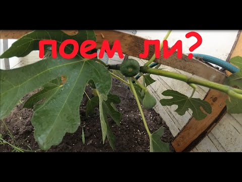 Видео: Созреет ли инжир?