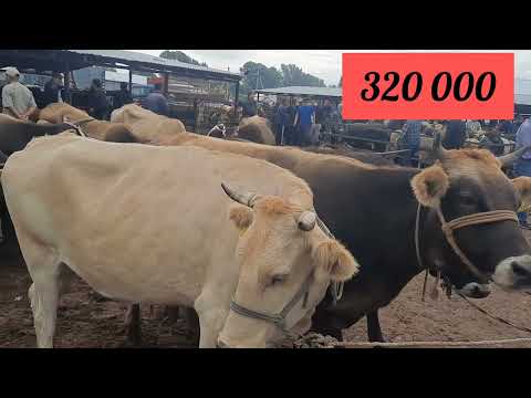 Видео: Бұзаулы сиырлар Алматы Бәйдібек би ауылы мал базар. 13 08 2023