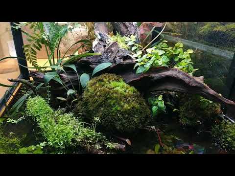 Видео: Eheim две недели спустя. Prodibio работает!
