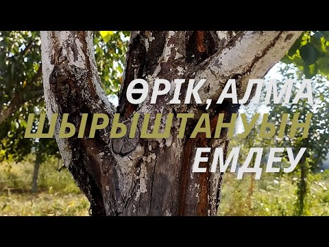 Видео: АҒАШ ЖАРАСЫН ЕМДЕУ. ӨРІК, АЛМА АҒАШТАРЫНЫҢ ШЫРЫШТАНУЫ. |Лечение ран на дереве| #garden #бақ #сад