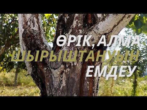 Видео: АҒАШ ЖАРАСЫН ЕМДЕУ. ӨРІК, АЛМА АҒАШТАРЫНЫҢ ШЫРЫШТАНУЫ #garden #бақ #сад