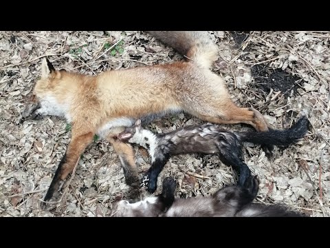 Видео: охота капканами на, лису, куницу. отличная проверка.