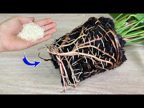 Видео: Как волшебно! Антуриумы будут цвести как сумасшедшие цветы и отрастут множество корней!