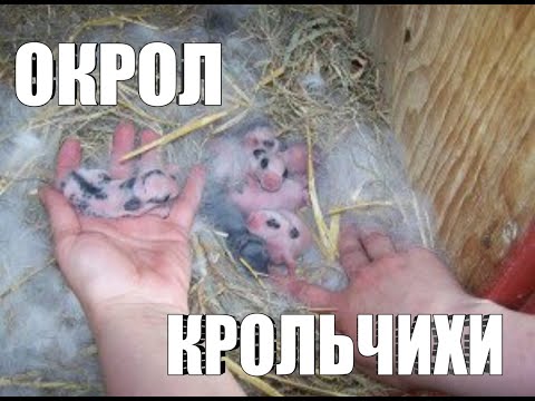 Видео: БЫРЫНШЫ КОЯН ТУДЫ,КШКЕНТАЙ КОЖЕКТЕР/БРАМА КУРЫК