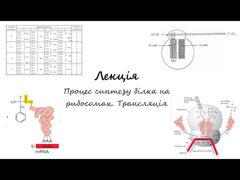 Видео: Біохімія. Лекція. Біосинтез білків у рибосомах. Трансляція