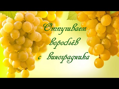 Видео: Отпугиваем воробьёв с виноградника