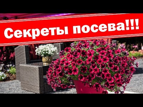 Видео: Посев ампельных петуний. Секреты раннего ухода за ампельными петуниями