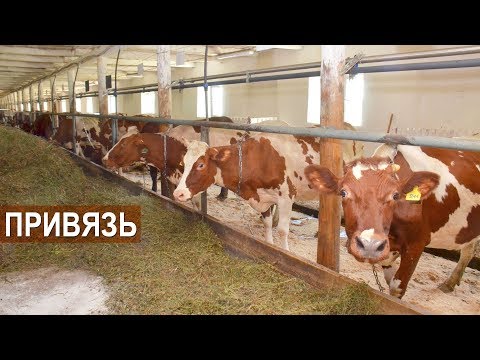 Видео: Привязное содержание молочных коров.  КФХ Овсянникова