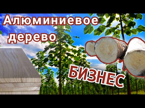 Видео: Выращивание павловнии. Дерево - нефтяная скважина или алюминиевое дерево