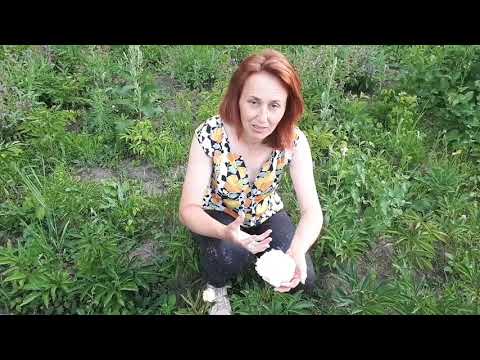 Видео: Пион Solange