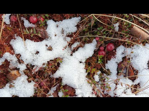 Видео: Собираю клюкву в снегопад. На каракате на болото. Ягоды НЕТ. Испытываю медвежью лапу...