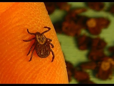 Видео: ТЕСТ  Клещ против ДИХЛОФОСА и другая уникальная информация
