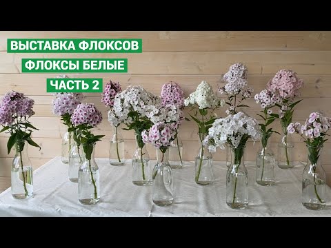Видео: Выставка флоксов. Белые флоксы. Часть 2
