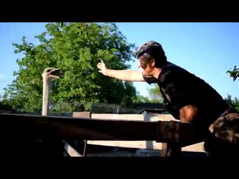 Видео: Боевой Страус