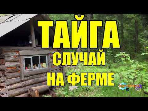 Видео: ОХОТА НА ТИГРА ЛЮДОЕДА | СЛУЧАЙ В ТАЙГЕ