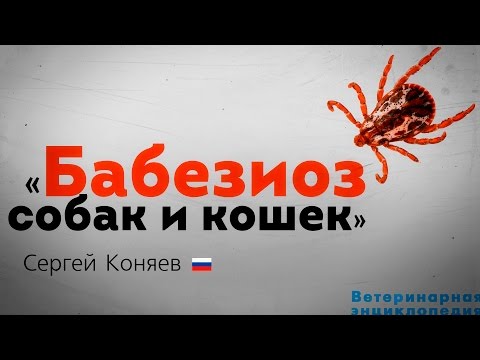 Видео: Бабезиоз собак и кошек. Babesiosis in dogs and cats