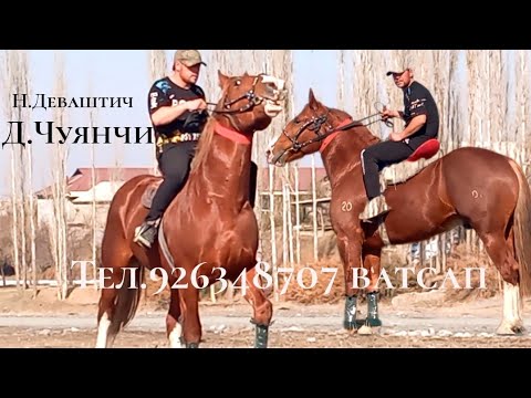 Видео: Аспи фурӯши.926348707 ватсап
