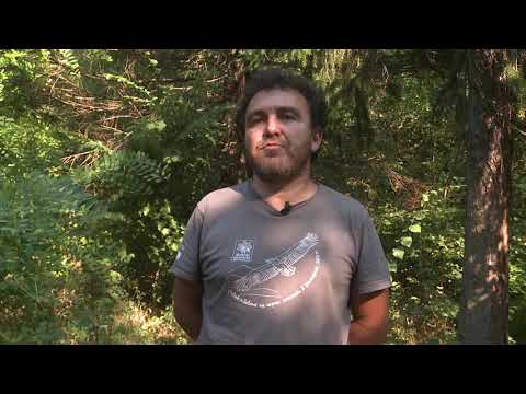 Видео: Завръщане на черните лешояди в Българската природа