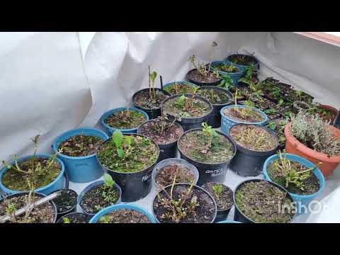 Видео: Эксперимент зимовки крупнолистной гортензии