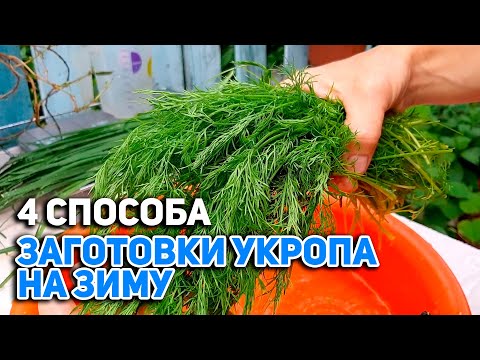 Видео: ЗИМОЙ УКРОП НЕ ПОКУПАЮ ЗАГОТОВКА ЗЕЛЕНИ НА ЗИМУ /ВКУСНАЯ ЗАПРАВКА В ЛЮБЫЕ БЛЮДА @obovsemsmarusya