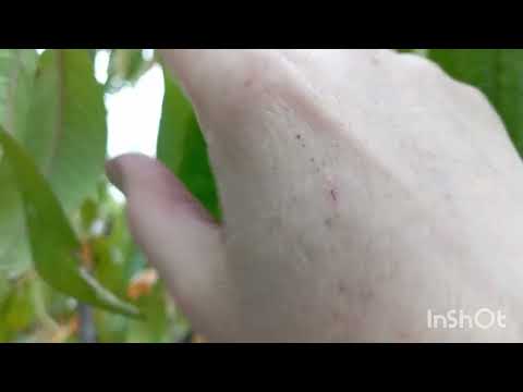 Видео: Собрала зелёные помидоры, подготовка цветочных клумб,18 октября🍂 #цветы#сад#осень#удобрение