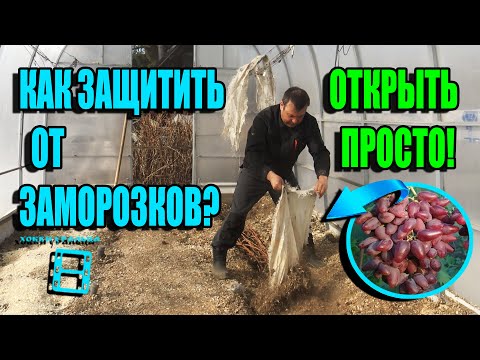 Видео: КОГДА ОТКРЫВАТЬ ВИНОГРАД? + ВАЖНЫЕ ПРИЕМЫ ПРОТИВ ВОЗВРАТНЫХ ЗАМОРОЗКОВ. СЕВЕРНЫЙ ВИНОГРАДНИК 22-16