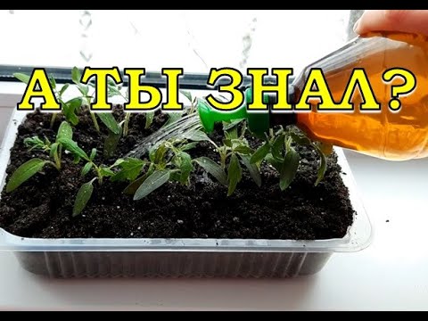 Видео: ЧТО ДЕЛАТЬ, чтобы рассада не тянулась??!!