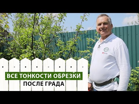 Видео: Принципы обрезки плодовых деревьев, которые были повреждены градом. Что срезать и почему?