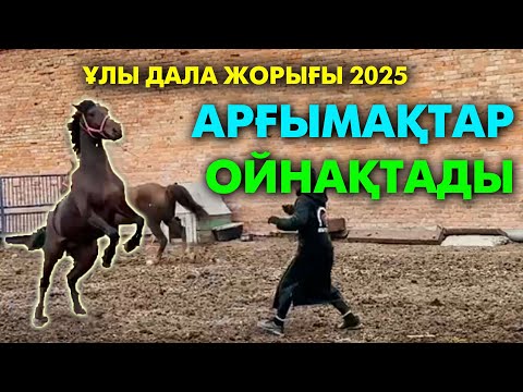 Видео: Тұлпарларымыз Торғайға келді | #ұлыдалажорығы