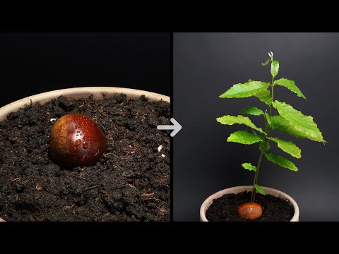 Видео: ВЫРАЩИВАНИЕ КАШТАНОВ ИЗ СЕМЯН TIME LAPSE - 35 дней #timelapse #каштан #growing