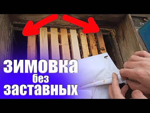Видео: Как обеспечить успешную зимовку пчел без заставных. Почему я не поджимаю пчел зимой заставной доской