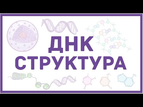 Видео: Структура ДНК