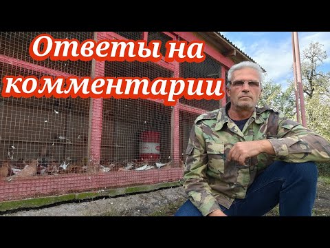 Видео: Голуби ответы на комментарии