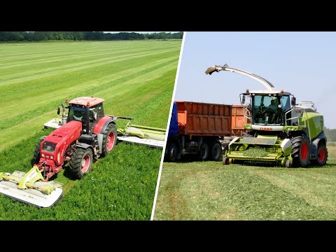 Видео: Заготовка кормов в разгаре - МТЗ 3522 + CLAAS DISCO / CLAAS JAGUAR 860, МАЗы 5516, 6501 и др.