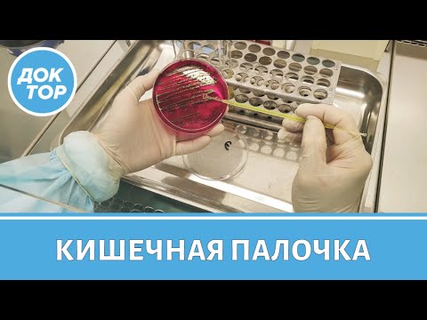 Видео: Когда кишечная палочка становится опасной